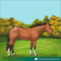 Horse Color:Bay Tobiano 