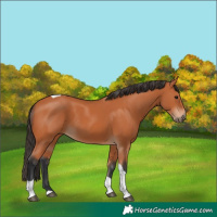 Horse Color:Bay Tobiano 