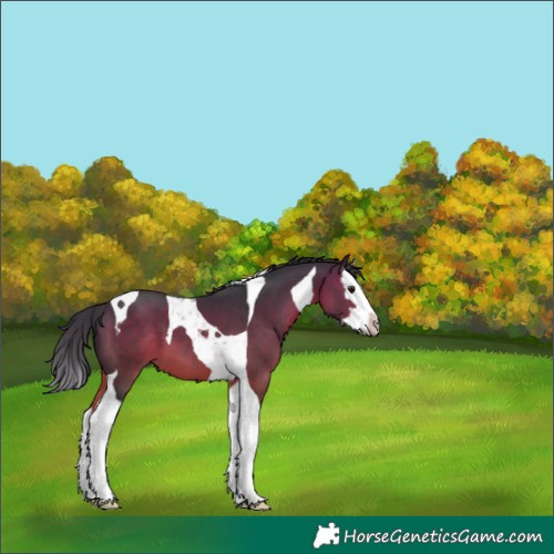 Horse Color:Brown Splash Tobiano