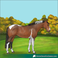 Horse Color:Bay Tobiano Rabicano 