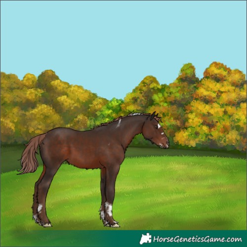 Horse Color:Liver Chestnut Splash Tobiano 