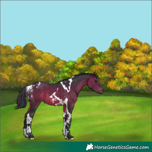 Horse Color:Brown Tobiano 