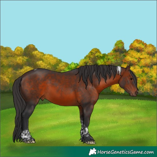 Horse Color:Brown Tobiano 