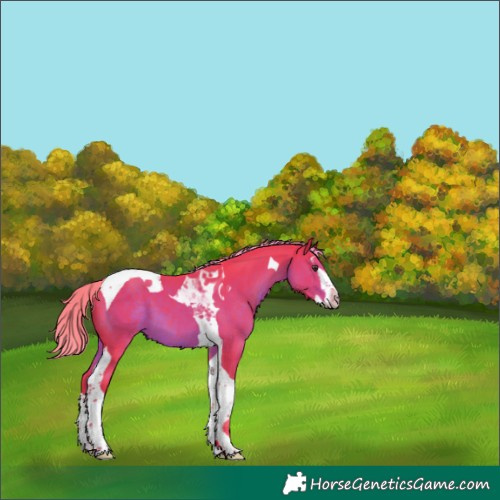 Horse Color:Watercolor Liver Chestnut Splash Tobiano 
