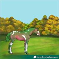 Horse Color:Watercolor Bay Splash Tobiano 