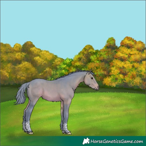 Horse Color:Watercolor Brown Tobiano