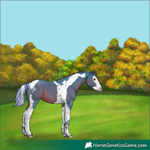 Horse Color:Watercolor Liver Chestnut Splash Tobiano 