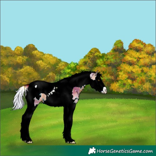 Horse Color:Watercolor White Spotted Silver Bay Splash Tobiano 