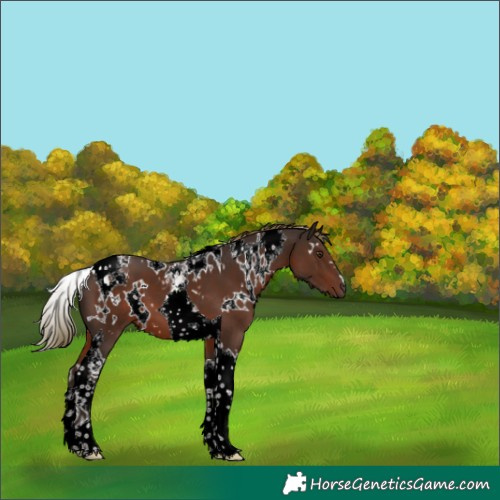 Horse Color:White Spotted Liver Chestnut Tobiano 