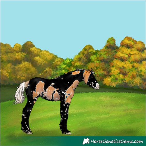 Horse Color:Watercolor White Spotted Liver Chestnut Splash Tobiano 