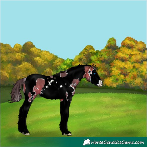 Horse Color:White Spotted Bay Splash Tobiano 