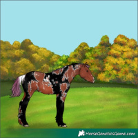 Horse Color:White Spotted Chestnut Tobiano 