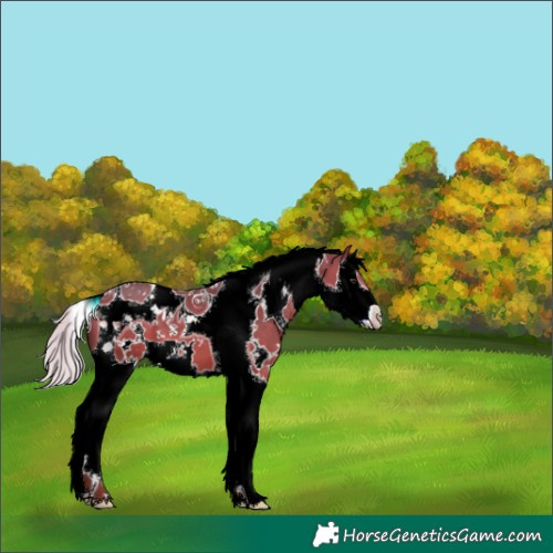 Horse Color:White Spotted Silver Bay Splash Tobiano 