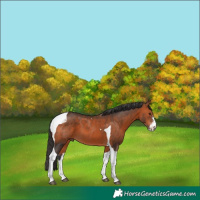 Horse Color:Bay Sabino Tobiano
