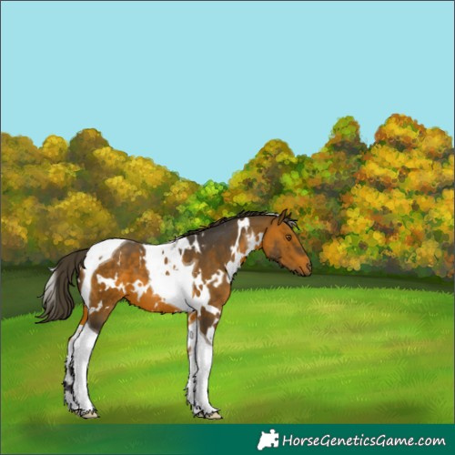Horse Color:White Spotted Bay Tobiano 