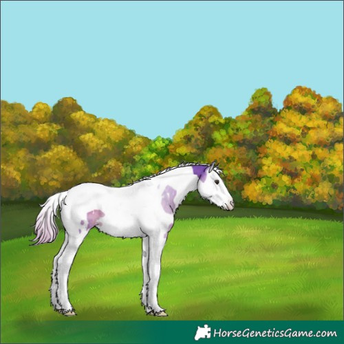 Horse Color:Watercolor White Spotted Liver Chestnut Splash Tobiano 