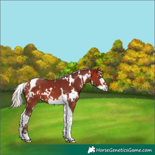 Horse Color:White Spotted Silver Bay Splash Tobiano 