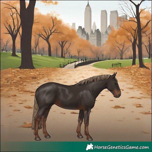 Horse Color:Liver Chestnut Rabicano