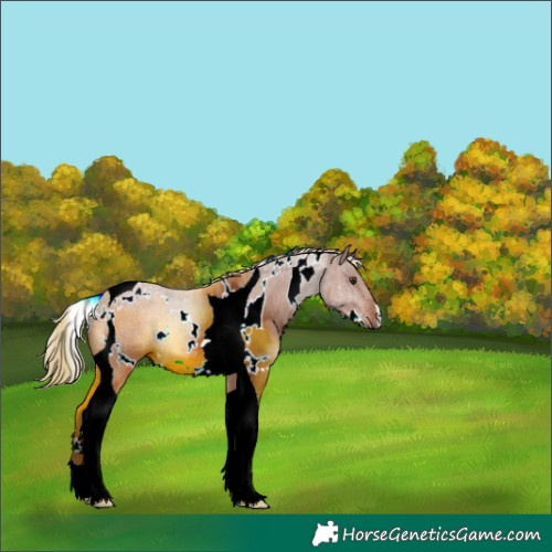 Horse Color:White Spotted Chestnut Tobiano 