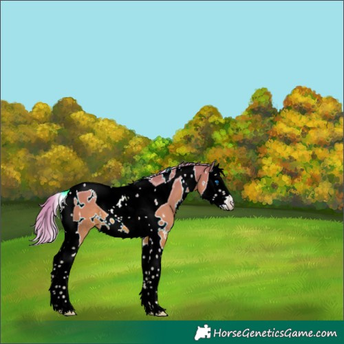 Horse Color:Watercolor White Spotted Chestnut Splash Tobiano 