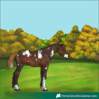Horse Color:White Spotted Liver Chestnut Tobiano 