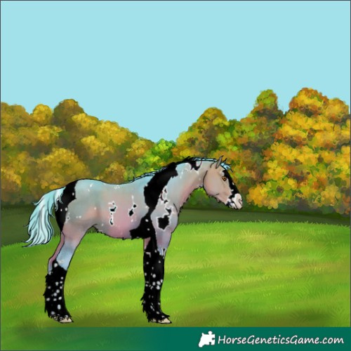 Horse Color:Watercolor White Spotted Bay Splash Tobiano 