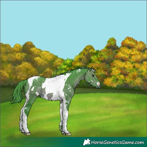 Horse Color:Watercolor White Spotted Bay Tobiano 