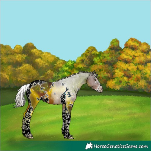 Horse Color:White Spotted Liver Chestnut Splash Tobiano 