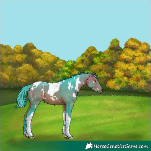 Horse Color:Watercolor White Spotted Bay Tobiano 