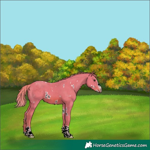 Horse Color:Watercolor White Spotted Chestnut Splash Tobiano 