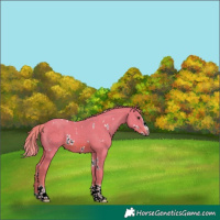 Horse Color:Watercolor White Spotted Chestnut Splash Tobiano 