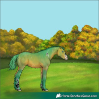Horse Color:Watercolor White Spotted Bay Splash Tobiano 