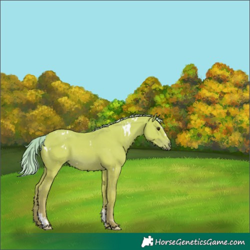 Horse Color:Watercolor White Spotted Chestnut Splash Tobiano