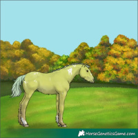 Horse Color:Watercolor White Spotted Chestnut Splash Tobiano 