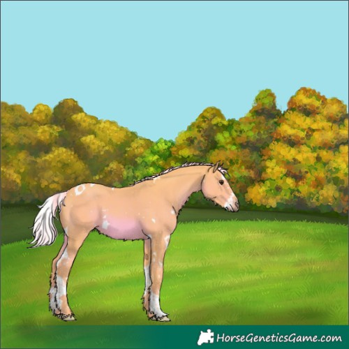 Horse Color:Watercolor White Spotted Chestnut Splash Tobiano 