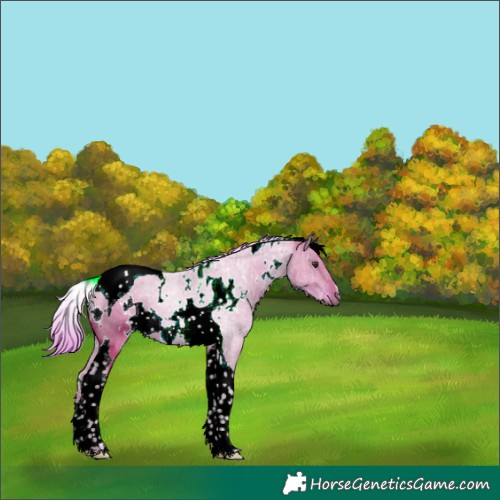 Horse Color:Watercolor White Spotted Chestnut Tobiano 