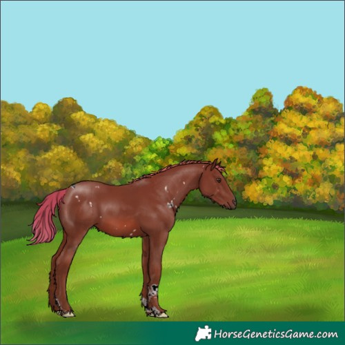 Horse Color:White Spotted Chestnut Tobiano