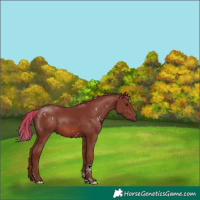 Horse Color:White Spotted Chestnut Tobiano