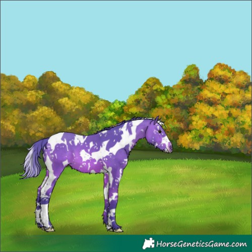 Horse Color:Watercolor White Spotted Bay Splash Tobiano