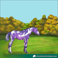 Horse Color:Watercolor White Spotted Bay Splash Tobiano 