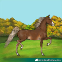 Horse Color:Chocolate Palomino Splash