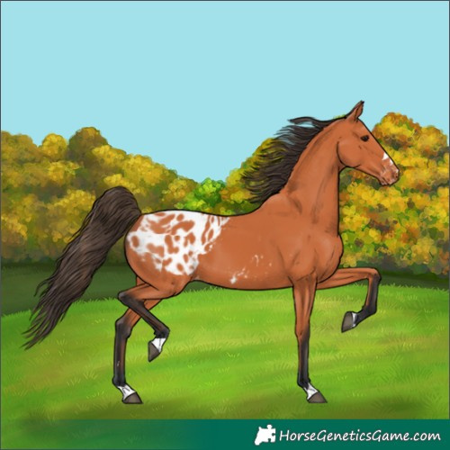 Horse Color:Bay Appaloosa 