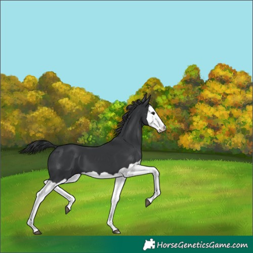 Horse Color:Black Splash