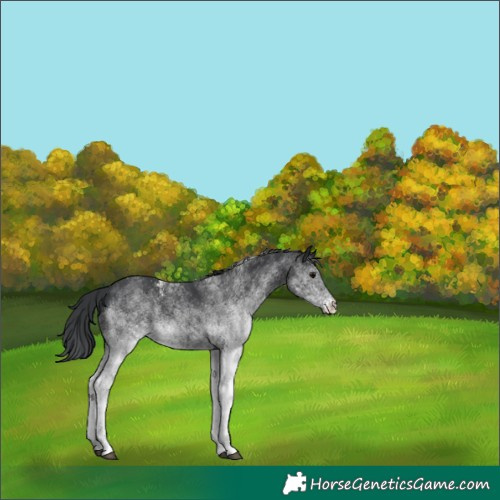Horse Color:White Spotted Black 