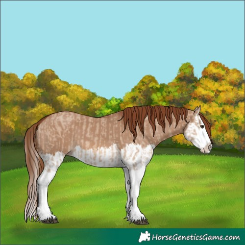 Horse Color:Red Dun Splash  and Red Dun Splash 