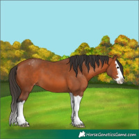 Horse Color:Bay Splash Appaloosa 
