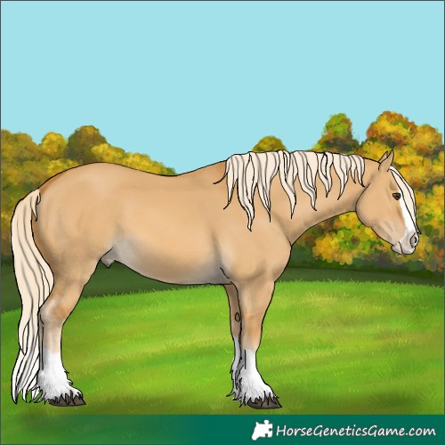 Horse Color:Palomino Dun Splash 