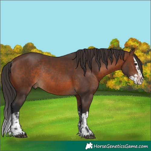 Horse Color:Brown Rabicano  and Brown Splash Rabicano 