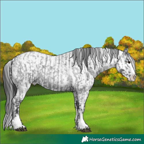 Horse Color:Blue Roan Sabino Splash  and White Spotted Black Sabino Splash 