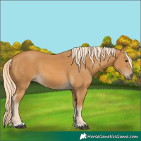 Horse Color:Palomino 